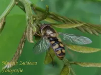 Grote kommazweefvlieg [Eupeodes luniger]
